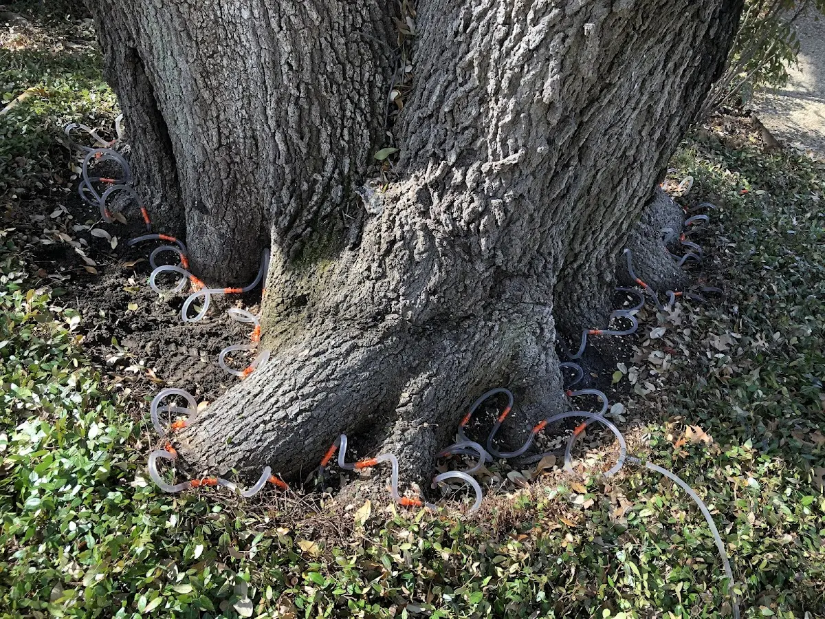 Detailed Tree Cabling and Bracing job site in Thorne Bay